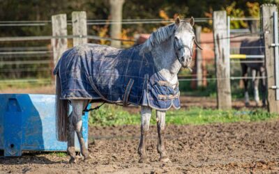 Wanneer doe je een winterdeken op bij je paard?