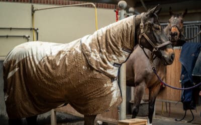 Waarom moet je een paardendeken wassen?