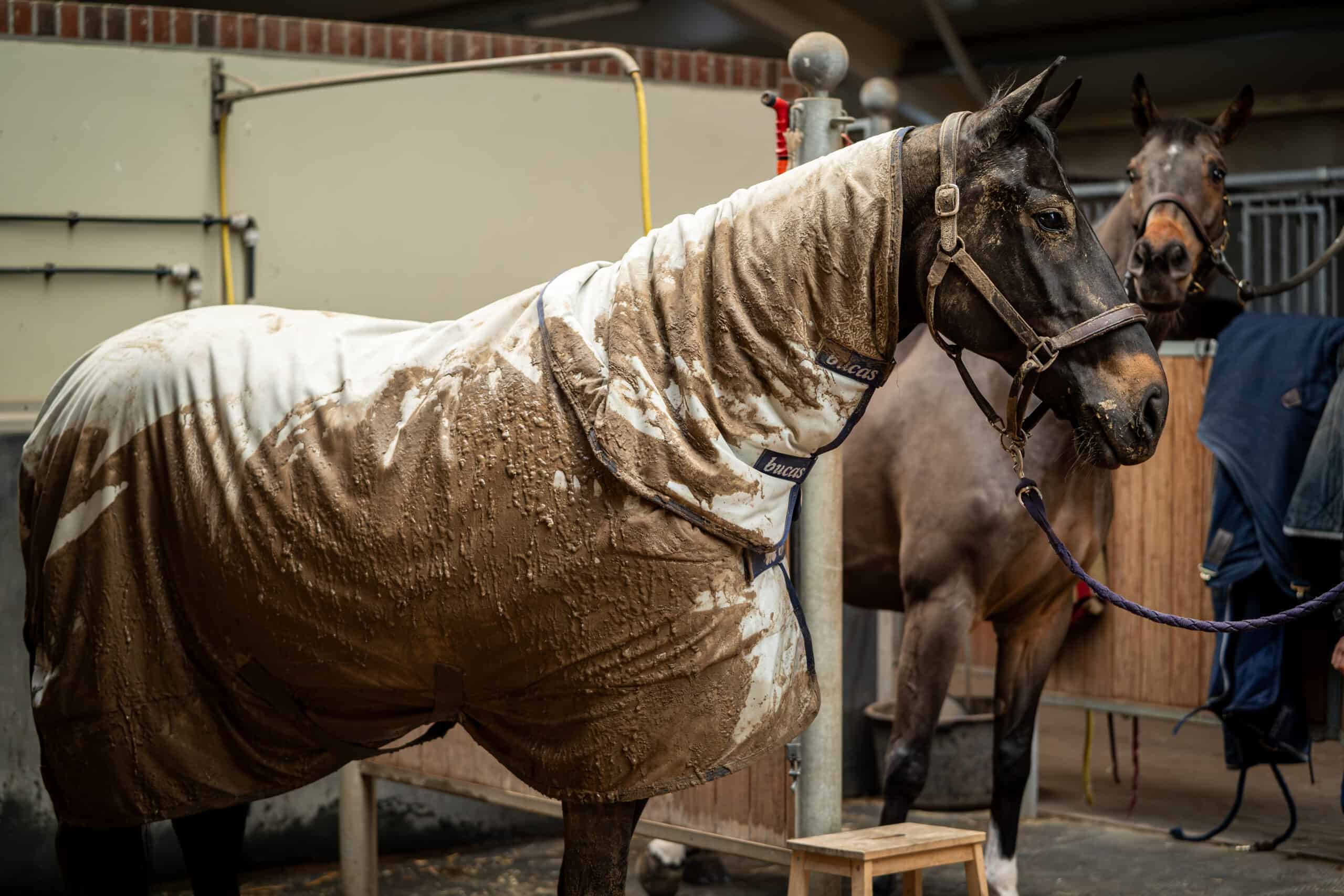 Wanneer moet je een paardendeken wassen?